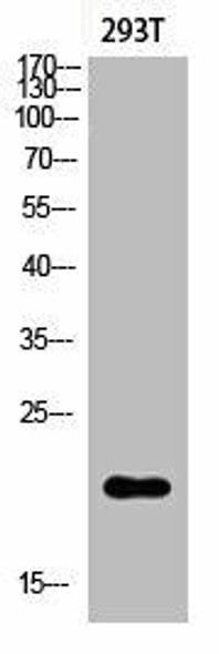 Acetyl-Histone H3 (K123) Antibody (PACO06084)