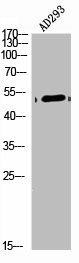 ARRDC1 Antibody (PACO06265)