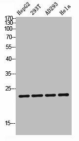 TDGF1P3 Antibody (PACO07229)