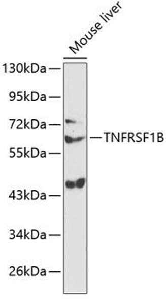 Anti-TNFRSF1B Antibody (CAB13556)
