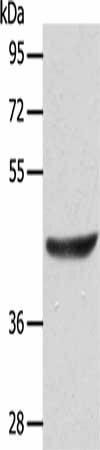 ACTRT1 Antibody (PACO15288)