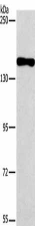 PDS5B Antibody (PACO15822)