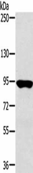 RNF214 Antibody (PACO17005)