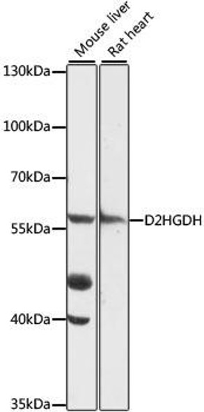 Anti-D2HGDH Antibody (CAB16213)