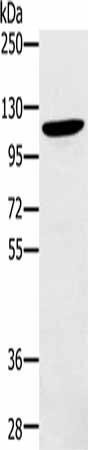 ZMIZ1 Antibody (PACO20336)