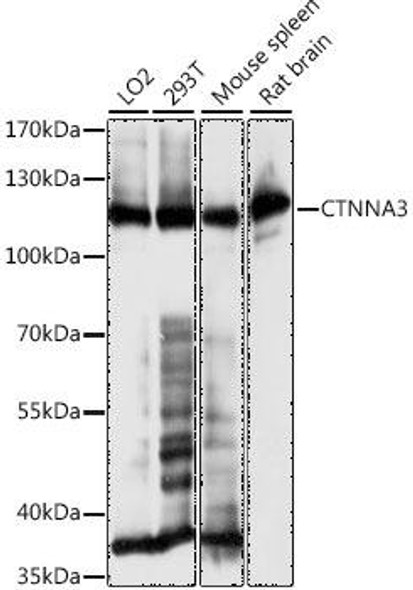 Anti-CTNNA3 Antibody (CAB16519)