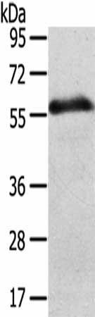 SLC43A2 Antibody (PACO20513)