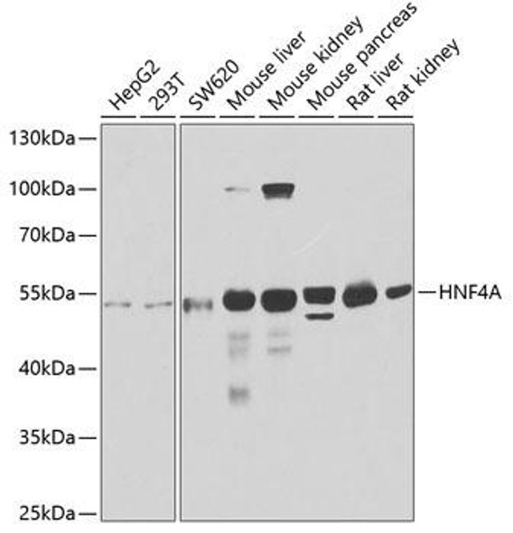 Anti-HNF4A Antibody (CAB2085)