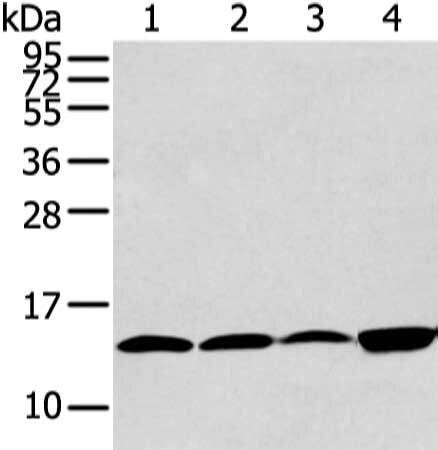 CLDND2 Antibody (PACO21014)