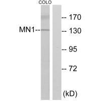 MN1 Antibody (PACO21834)