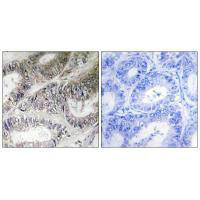 COX19 Antibody (PACO22039)