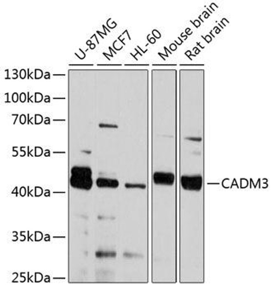 Anti-CADM3 Antibody (CAB4902)