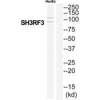 SH3RF3 Antibody (PACO22611)