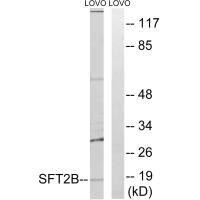 SFT2D2 Antibody (PACO22685)
