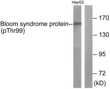Phospho-BLM (Thr99) Antibody (PACO24377)