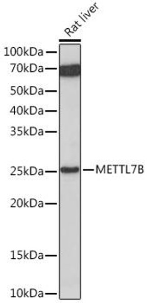 Anti-METTL7B Antibody (CAB7200)