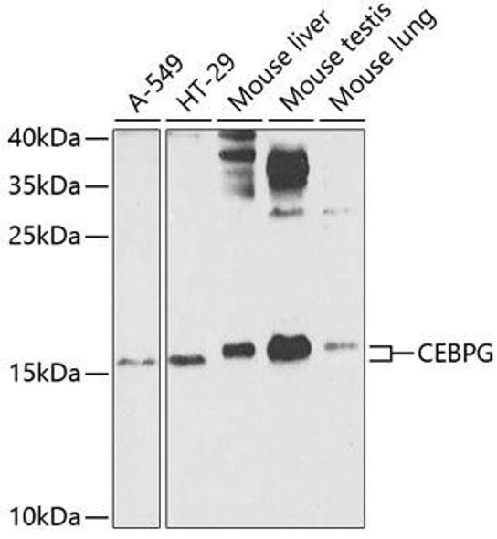 Anti-CEBPG Antibody (CAB7279)