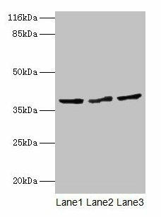CRYZL1 Antibody (PACO25961)