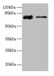 GLCE Antibody (PACO27013)