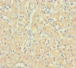 IDO2 Antibody (PACO27497)