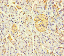 LOXL3 Antibody (PACO28001)