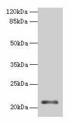 MOCS2 Antibody (PACO28302)
