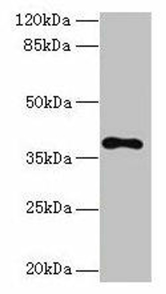 TMEM59L Antibody (PACO30626)