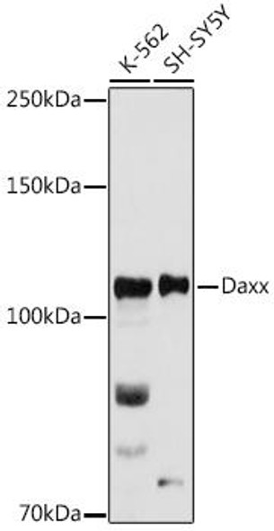 Anti-Daxx Antibody (CAB1642)