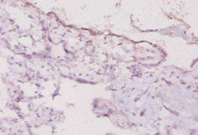 Ifng Antibody (PACO33624)
