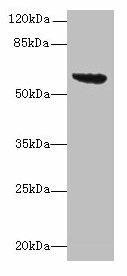 tar Antibody (PACO34702)