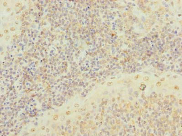 SCRG1 Antibody (PACO35186)
