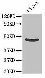 OLFML1 Antibody (PACO36706)