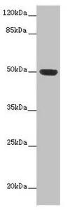 HTR3D Antibody (PACO36858)