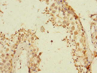 TEX43 Antibody (PACO37182)