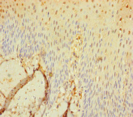 SEC11C Antibody (PACO41010)