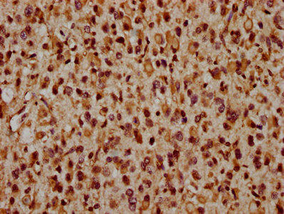 CRB2 Antibody (PACO46586)