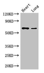 DCAF8 Antibody (PACO46602)
