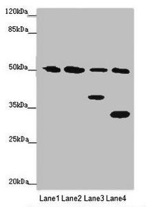 NCR3LG1 Antibody (PACO46638)