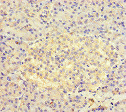 AVL9 Antibody (PACO46914)