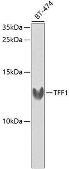 Anti-TFF1 Antibody (CAB1789)