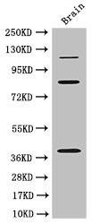 PDZRN3 Antibody (PACO48170)