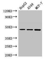 MAEA Antibody (PACO49750)