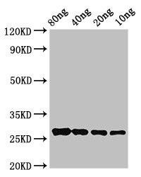 OLE9 Antibody (PACO50218)