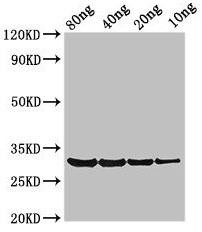 PRO1 Antibody (PACO50430)