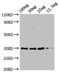 aspf3 Antibody (PACO50434)