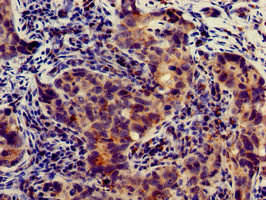 SLC4A9 Antibody (PACO50858)