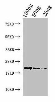 Perlwapin Antibody (PACO52134)