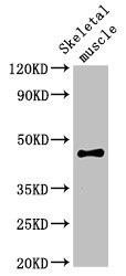 OLFML3 Antibody (PACO52850)