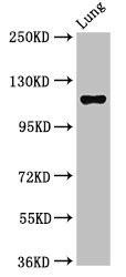 MAP3K9 Antibody (PACO54330)