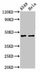 NMBR Antibody (PACO55686)